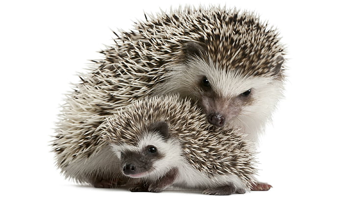 hedgehog, prickly, european hedgehog, cub, cute, snout