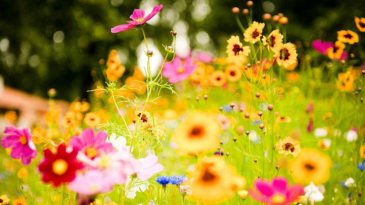 flower, april, spring, plant, floral, flowers, blossom, pink, HD wallpaper