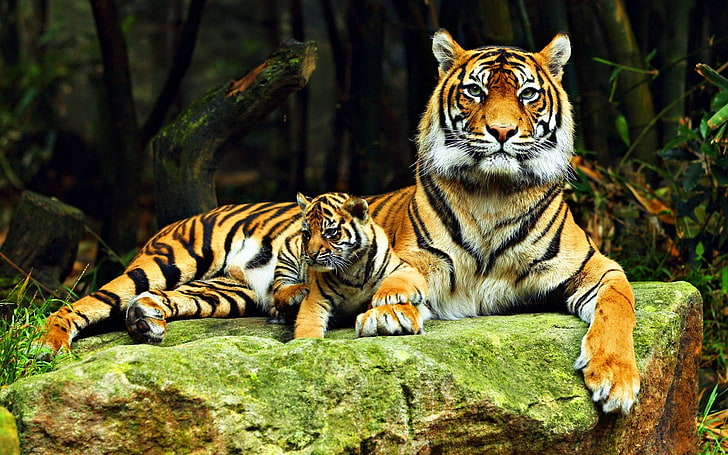 brown tiger, animals, baby animals, big cats, feline, animal themes, HD wallpaper