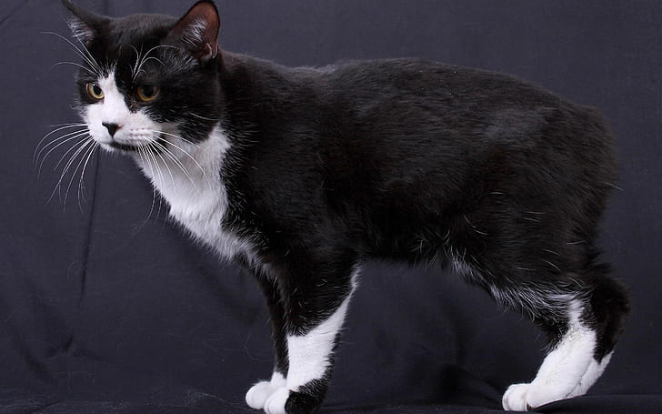 Manx Cat Photoshoot, tuxedo cat, cute, black, spot, HD wallpaper