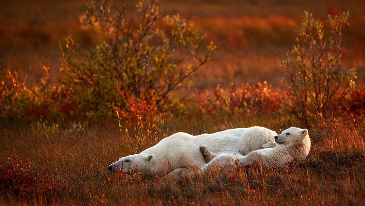 two polar bears, nature, animals, baby animals, field, grass, HD wallpaper