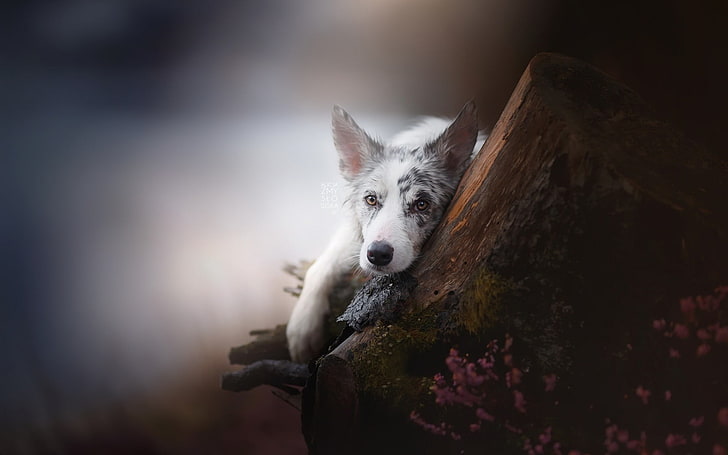 short-coated white and gray dog, animals, blurred, looking at viewer