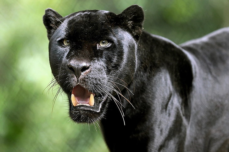 HD wallpaper: Cats, Black Panther, Big Cat, Depth Of Field, Wildlife,  predator (Animal) | Wallpaper Flare