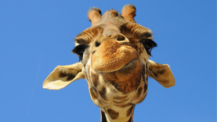 giraffe, cute, look, close, mammal, one animal, low angle view, HD wallpaper