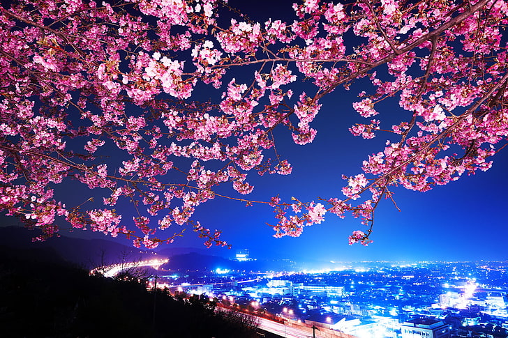 cherry blossoms tree, Sakura, Japan, Night city, Shin Mimura, HD wallpaper