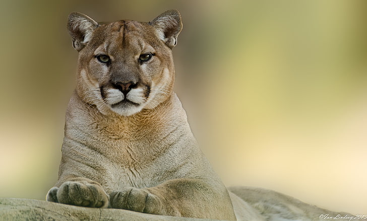 brown lioness, puma, cougar, mountain, animal, wildlife, carnivore, HD wallpaper