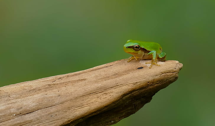 selective focus photography of green frog on brown tree branch, san antonio, san antonio