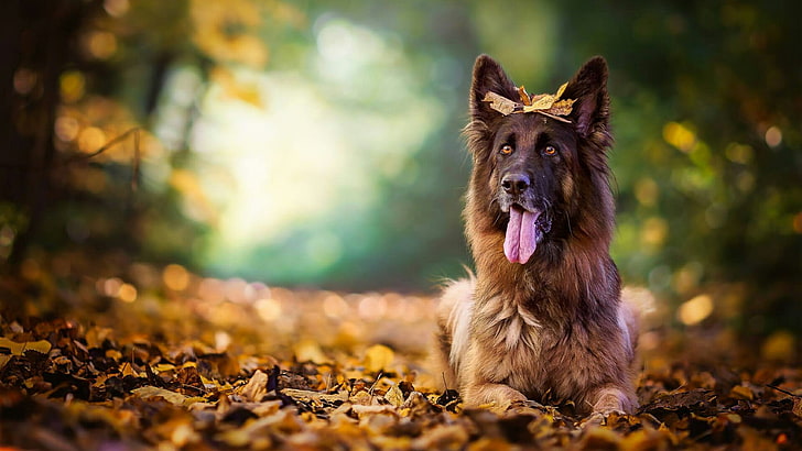 HD wallpaper: dog, dog breed, leaf, shepherd dog, old german shepherd dog |  Wallpaper Flare