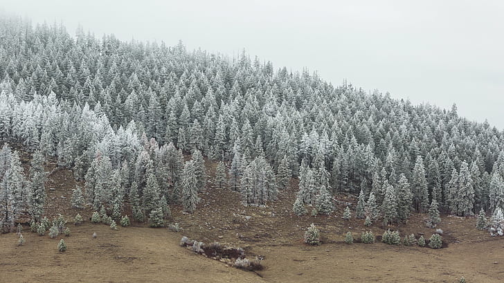 snowy pine tree forest, Entre Nous, trees, frost, landscape, nature, HD wallpaper