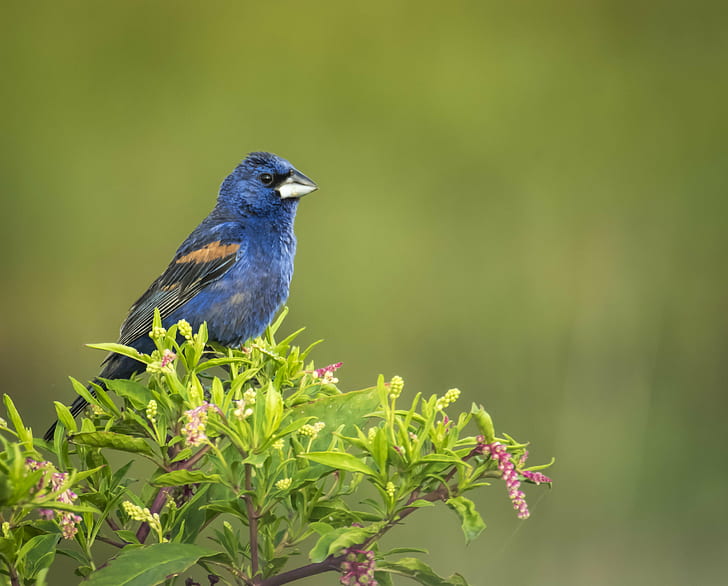 selective photography blue bird on green leaf plants, Cardinal, HD wallpaper