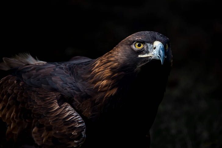 look, birds, predator, beak, eagle, tail, the dark background, HD wallpaper