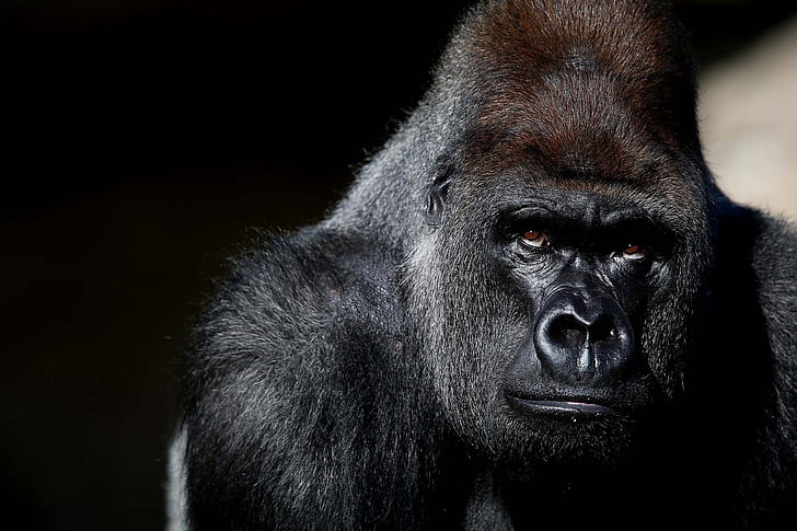Gorilla, Black, Photography, Animal, HD wallpaper