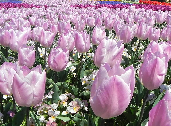 bed of pink tulips, flowers, much, variety, flowerbed, nature