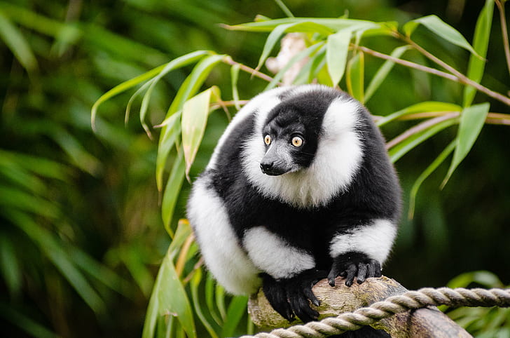 shallow photography on black and white animal sitting on the tree during daytime, ruffed lemur, ruffed lemur