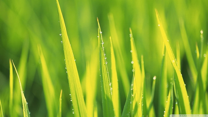 grass, green, water drops, plants, green color, growth, beauty in nature, HD wallpaper