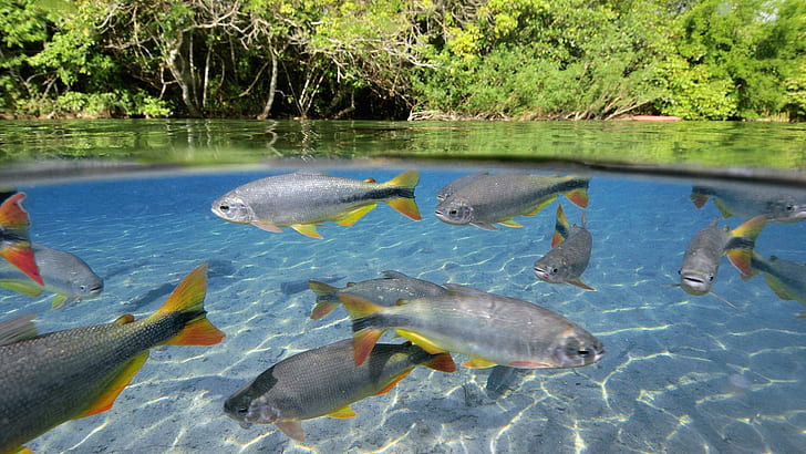 HD wallpaper: Fresh Water Fish, beautiful shot, animals | Wallpaper Flare