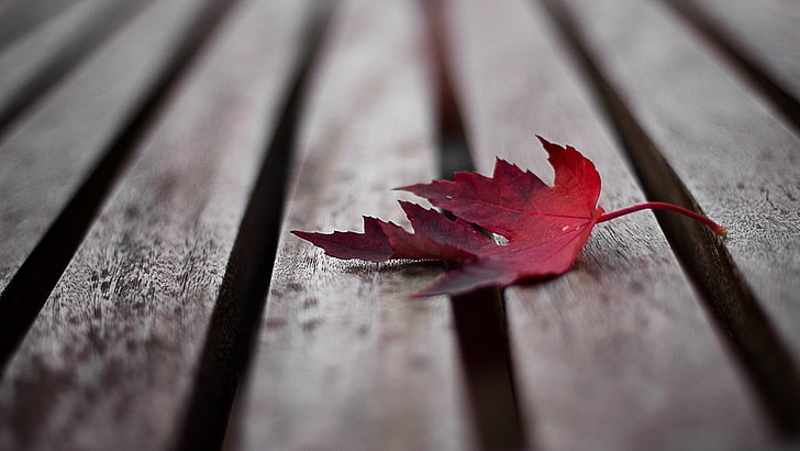 red maple leaf, red maple leaf fallen on brown wooden surface, HD wallpaper