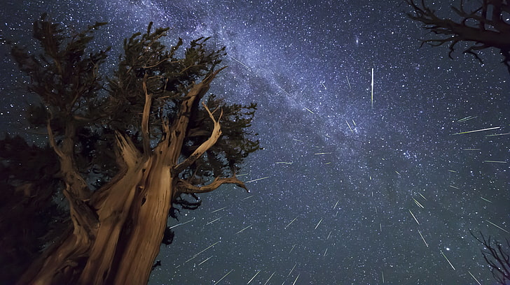 long-exposure photograph of milky way, meteors, perseids, bristlecone