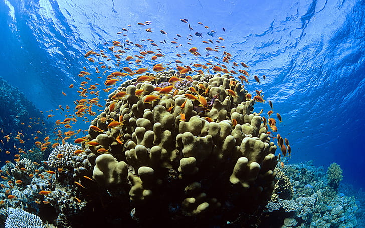 The orange fish of the underwater world, HD wallpaper