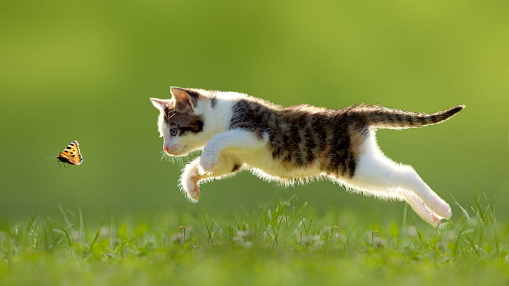 cat, jump, butterfly, grass, kitten, play, hunting, chase, chasing, HD wallpaper