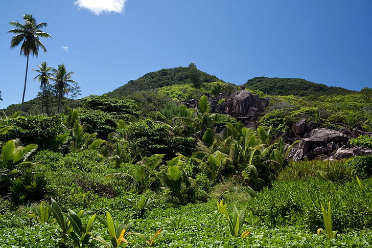 Seychelles Landscape, palm trees and hill, nature, HD wallpaper