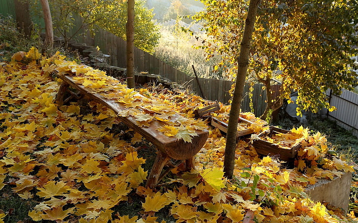 maple leaves, fall, autumn, change, plant, leaf, plant part, tree, HD wallpaper