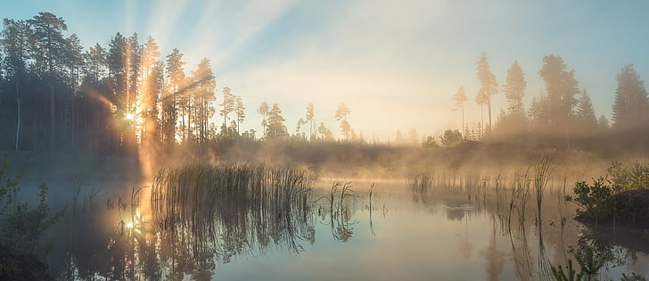 body of water, sunset, forest, mist, reflection, tree, beauty in nature