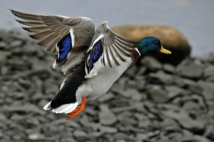 blue, green, and white duck near gray stone fragments, DSC, Up, Up and Away