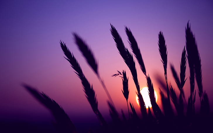 Evening, sunset, purple sky, grass silhouette, purple sky, HD wallpaper