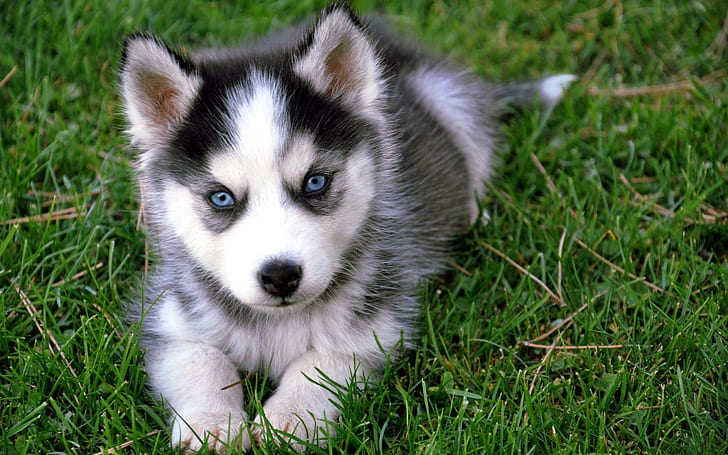 Sweet Husky :*, grey and white siberian husky puppy, black, animals