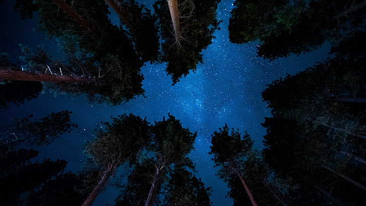 sky, night, starred sky, starry night, tree, star - space, plant, HD wallpaper