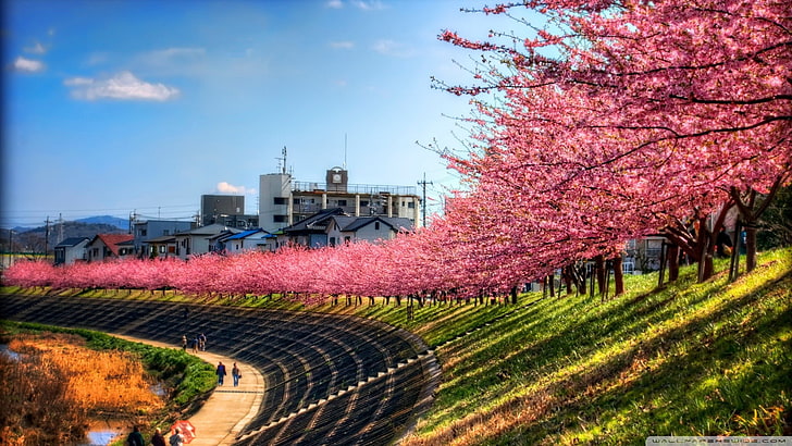 pink flowering trees, sky, landscape, path, cherry blossom, Japan