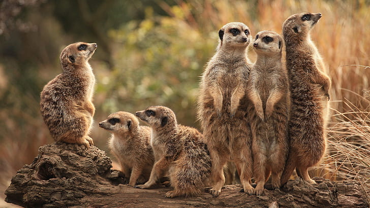 animals, nature, group, meerkats, company, a lot, stand