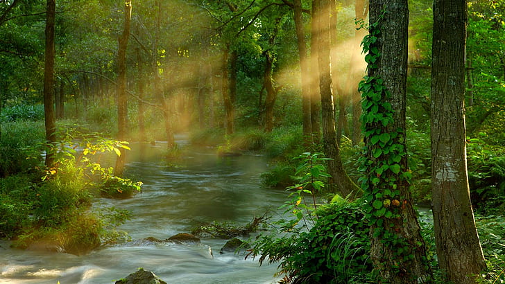 Forest Sunbeams, asia, natural world, water, ethereal, beauty, HD wallpaper