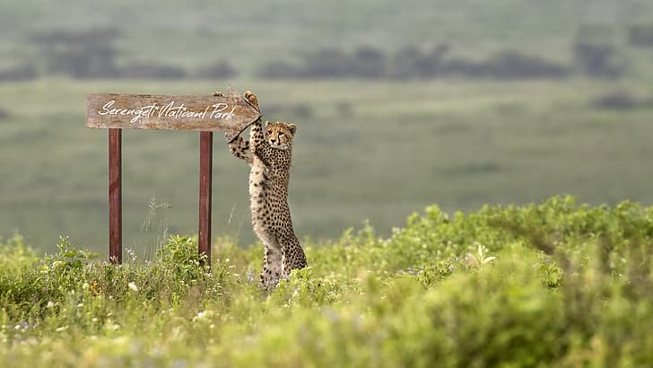 africa, Cheetah, Serengeti National Park, HD wallpaper