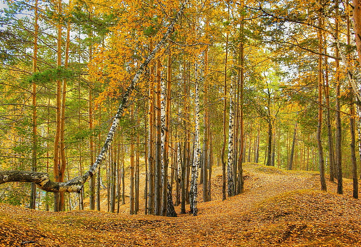 Seasons Autumn Forests Trees Foliage Nature, forest illustration, HD wallpaper