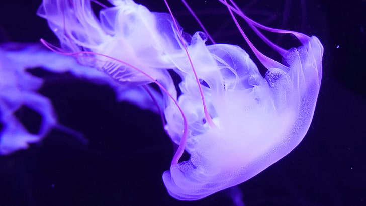 Purple Jellyfish 4K, underwater, invertebrate, animals in the wild, HD wallpaper