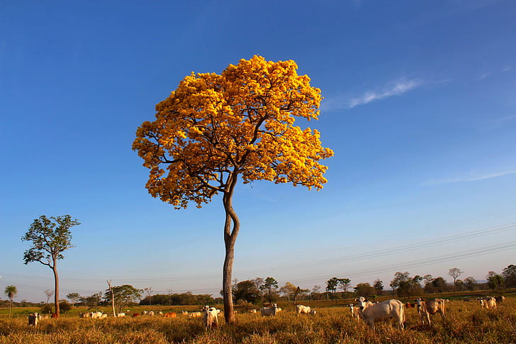 yellow leaf tree with herd of cows in grass, brazil, pantanal, cow, brazil, pantanal