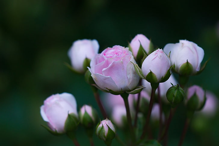 pink rose flower, plants, macro, flowering plant, vulnerability