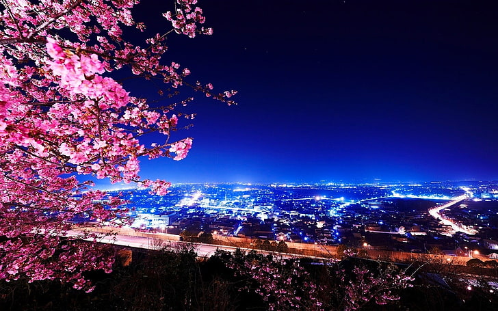 cherry blossom tree, photography, night, lights, cityscape, trees, HD wallpaper