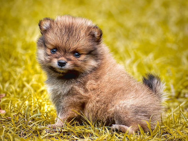 HD wallpaper: Cute Furry Little Rascal Animals Dogs HD Art, puppy, PLAYFUL  | Wallpaper Flare