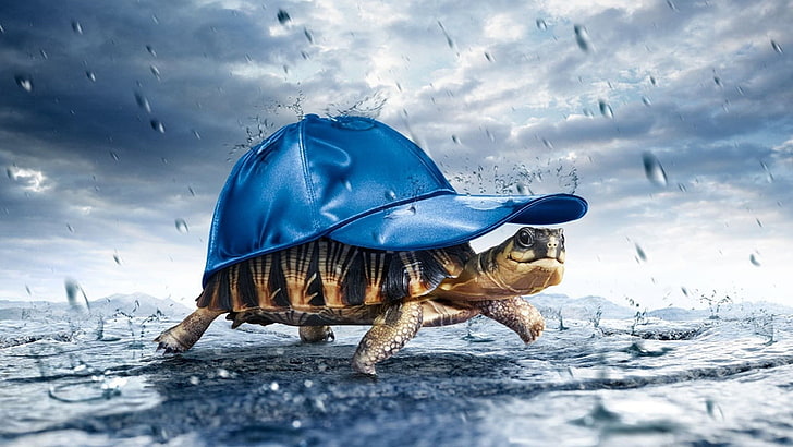 black and brown turtle with blue cap illustration, atmosphere