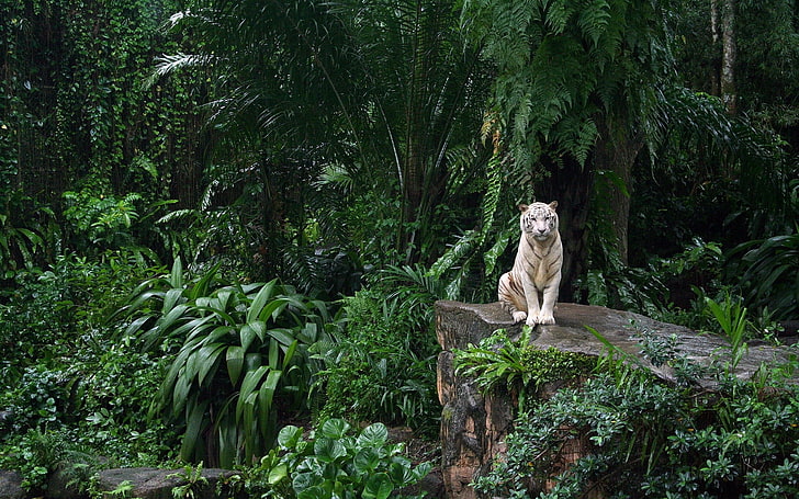white tiger, white tigers, big cats, nature, animals, forest, HD wallpaper