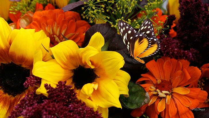 Bouquet For Fall, orange, verdure, papillon, bright, butterfly, HD wallpaper