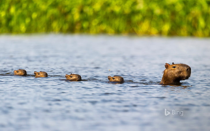 Brazil Paraguay River Capybara family 2017 Bing Wa.., water, animal themes, HD wallpaper