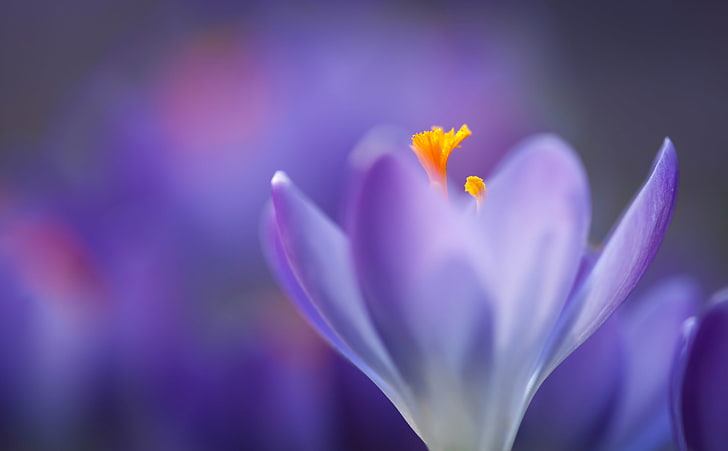 Spring Crocus, purple crocus flower, Seasons, Blue, Orange, Yellow, HD wallpaper
