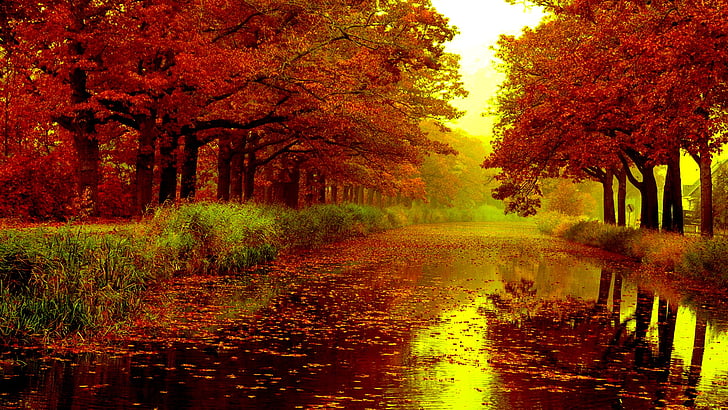 nature, maple, autumn, leaves, fall, leaf, season, yellow, november