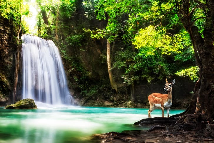 forest, trees, nature, animal, waterfall, deer, Thailand, national Park, HD wallpaper