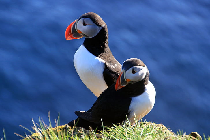 white-gray-black birds perching on the green grass, puffin, puffin