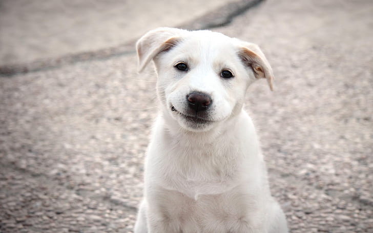 Puppy, White Dog, Cute, Pet, Animals, HD wallpaper